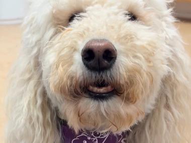 Mocca vores læsehund